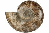 9" Cut & Polished Ammonite Fossil (Half) - Jurassic - #199248-2